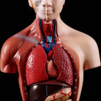 Torso Humano 28 Cm  Modelo Órganos Extraíbles Santiago 3