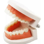 Modelo Dental Enseñanza Únicos Con Cepillo Bambú Pacard 8