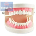 Modelo Dental Enseñanza Únicos Con Cepillo Bambú Pacard 5