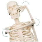 Modelo Anatómico- Esqueleto Humano 45 Cm Santiago 2