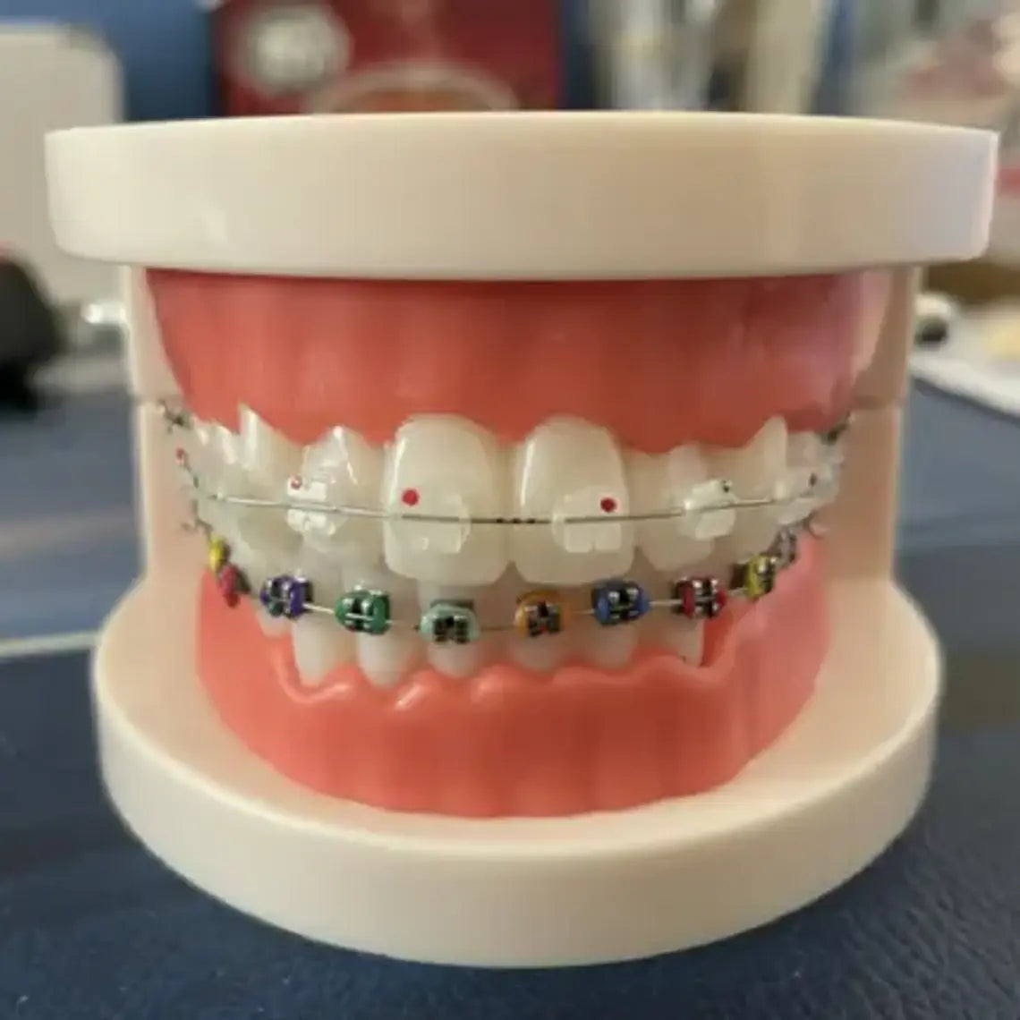 Modelo Dental Ortodoncia Enseñanza Y Estudio Santiago 10