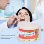 Modelo Dental Enseñanza Únicos Con Cepillo Bambú Pacard 7