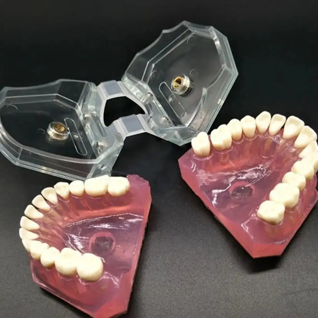 Modelo Acrílico Único Dientes Desmontables Encía Enseñanza 10