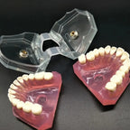 Modelo Acrílico Único Dientes Desmontables Encía Enseñanza 10
