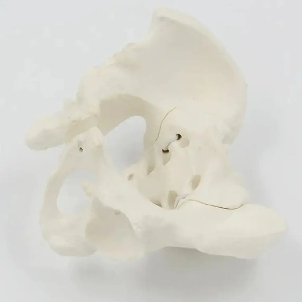 Pelvis Masculina Humana Modelo Anatómico Calidad Stgo 6