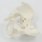 Pelvis Masculina Humana Modelo Anatómico Calidad Stgo 6