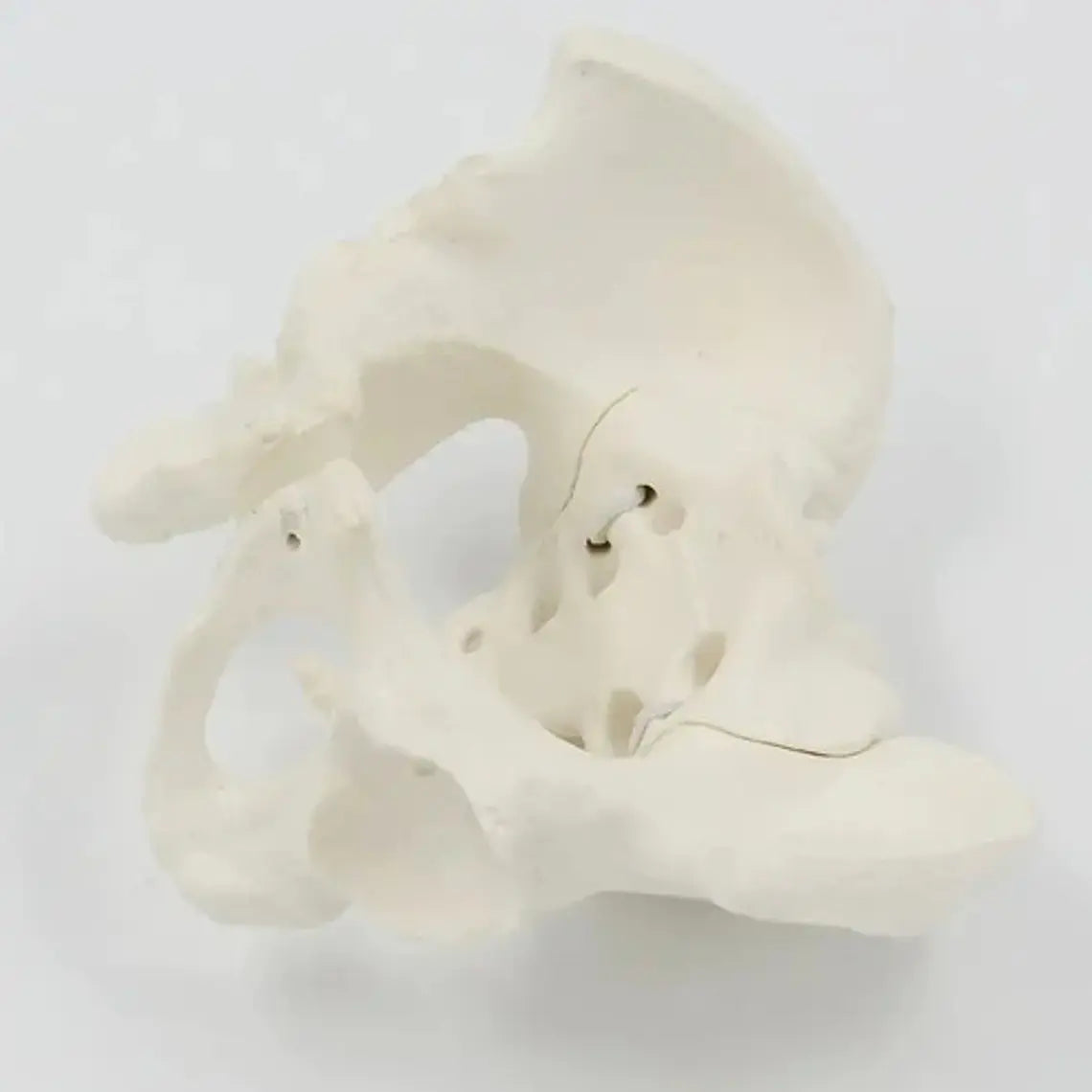 Pelvis Masculina Humana Modelo Anatómico Calidad Stgo 6