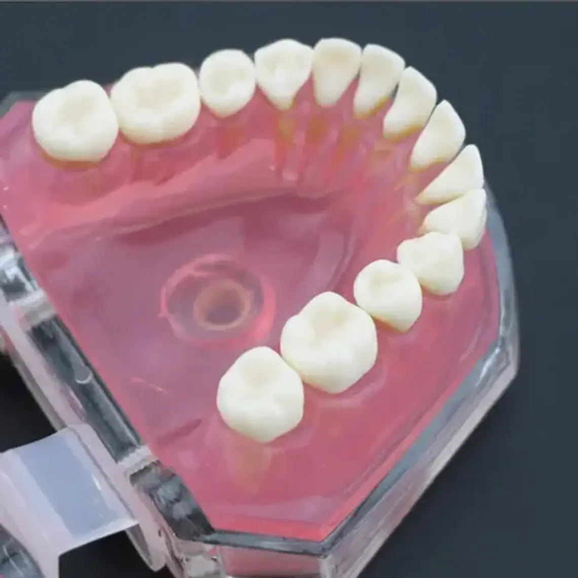 Modelo Acrílico Único Dientes Desmontables Encía Enseñanza 6