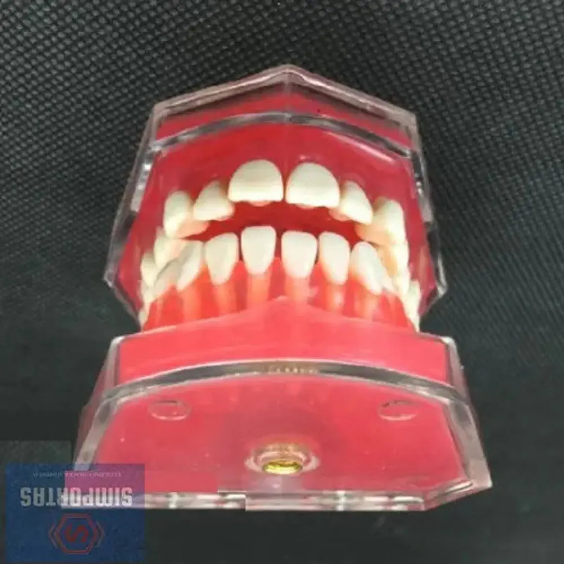 Modelo Acrílico Único Dientes Desmontables Encía Enseñanza 4