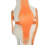 Modelo Anatómico De Rodilla Con Ligamentos, Para Estudio Y Enseñanza 5