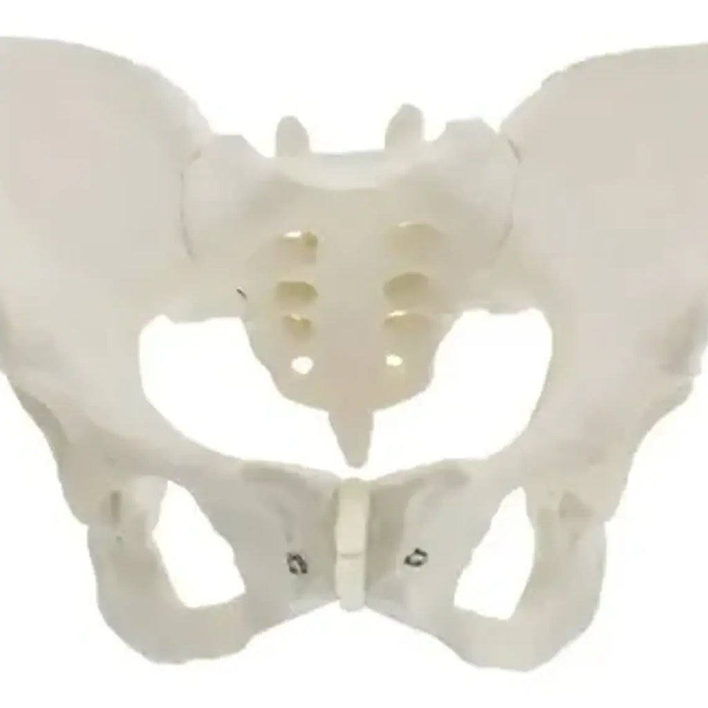 Pelvis Masculina Humana Modelo Anatómico Calidad Stgo 9