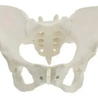 Pelvis Masculina Humana Modelo Anatómico Calidad Stgo 9