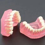 Modelo Acrílico Único Dientes Desmontables Encía Enseñanza 5