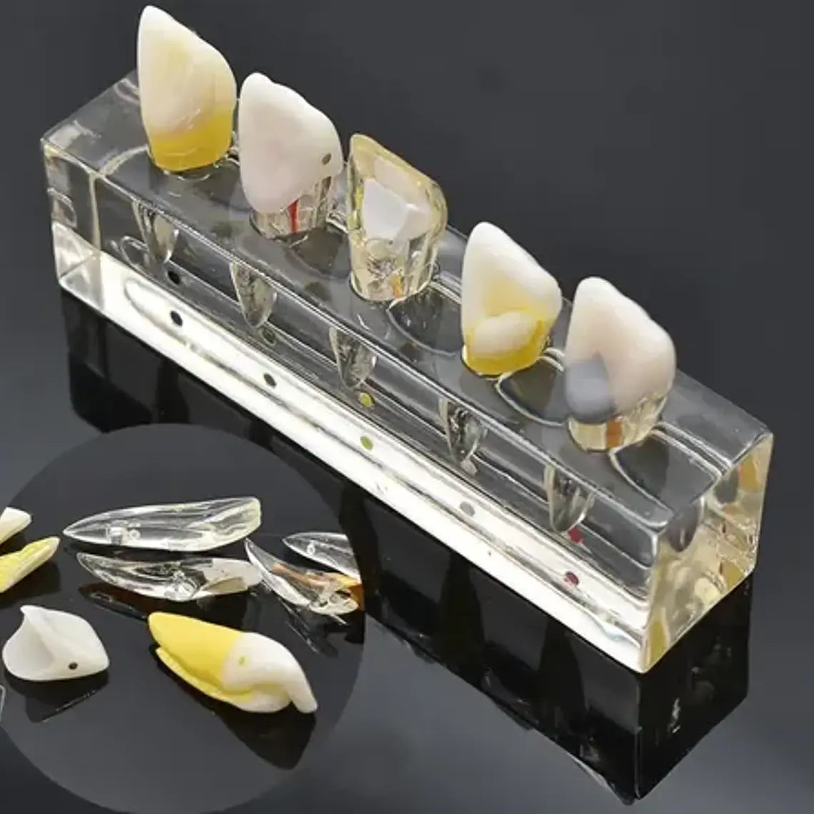 Modelo Endodoncia Dental Acrílico Enseñanza Didáctico Stgo. 3