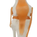 Modelo Anatómico De Rodilla Con Ligamentos, Para Estudio Y Enseñanza 1