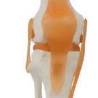 Modelo Anatómico De Rodilla Con Ligamentos, Para Estudio Y Enseñanza 1