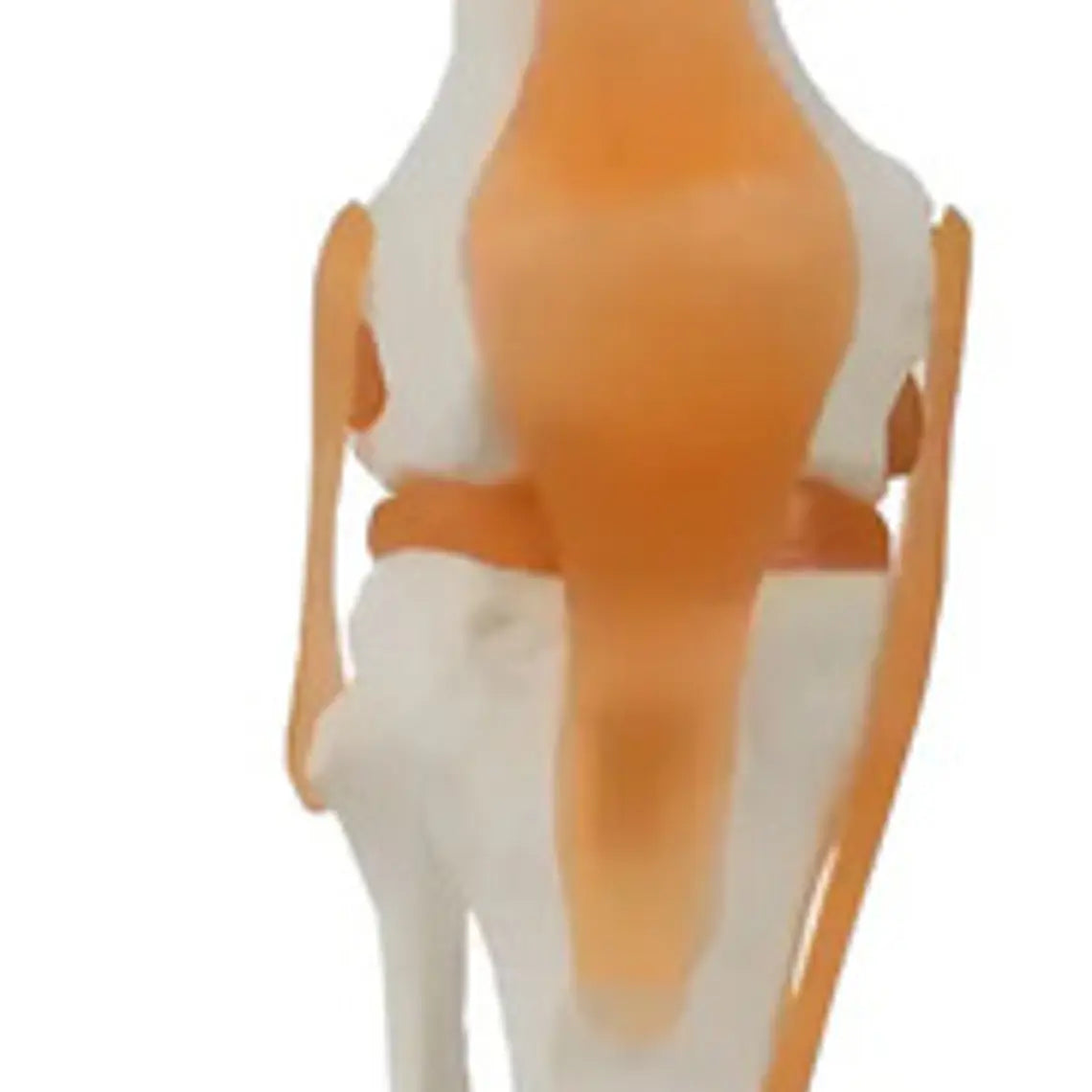 Modelo Anatómico De Rodilla Con Ligamentos, Para Estudio Y Enseñanza 1