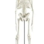 Modelo Anatómico- Esqueleto Humano 45 Cm Santiago 3