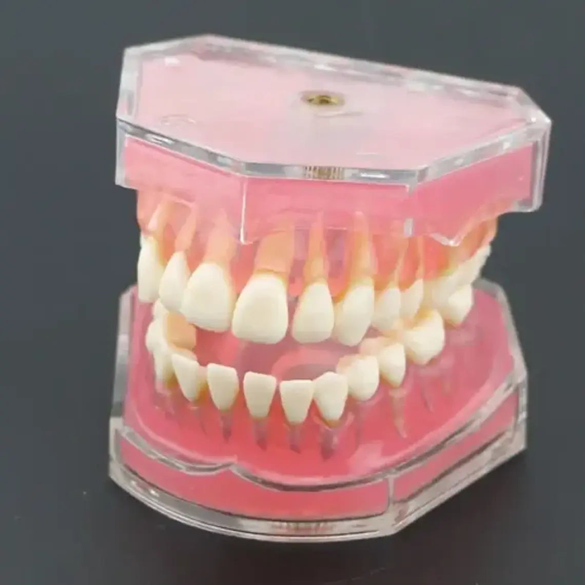 Modelo Acrílico Único Dientes Desmontables Encía Enseñanza 3