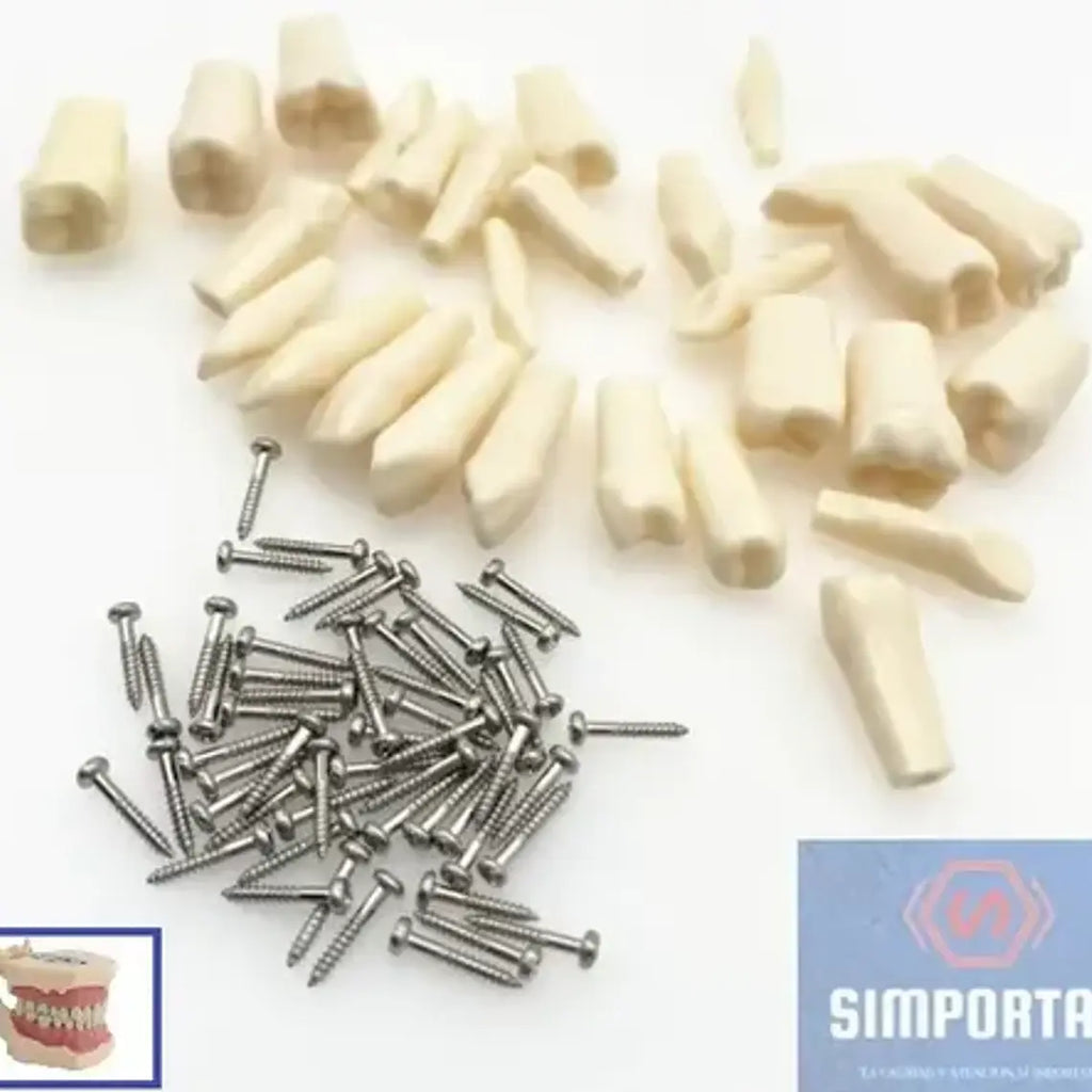 Dientes Para Modelo Frasaco Tipodonto 32 Piezas Desmontables 2