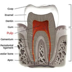 Modelo Endodoncia Dental Acrílico Enseñanza Didáctico Stgo. 9