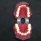 Modelo Acrílico Único Dientes Desmontables Encía Enseñanza 7