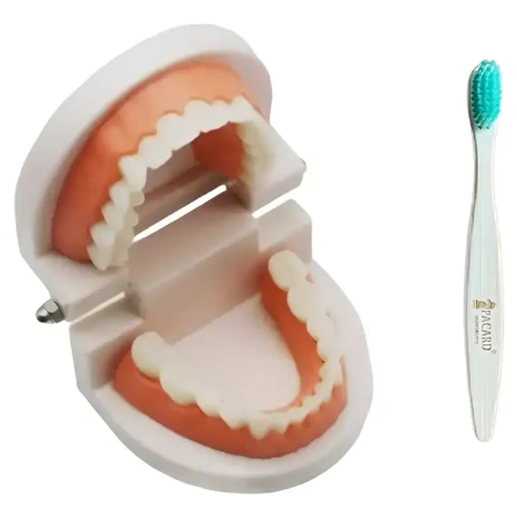 Modelo Dental Enseñanza Únicos Con Cepillo Bambú Pacard 2