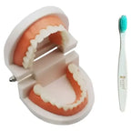 Modelo Dental Enseñanza Únicos Con Cepillo Bambú Pacard 2