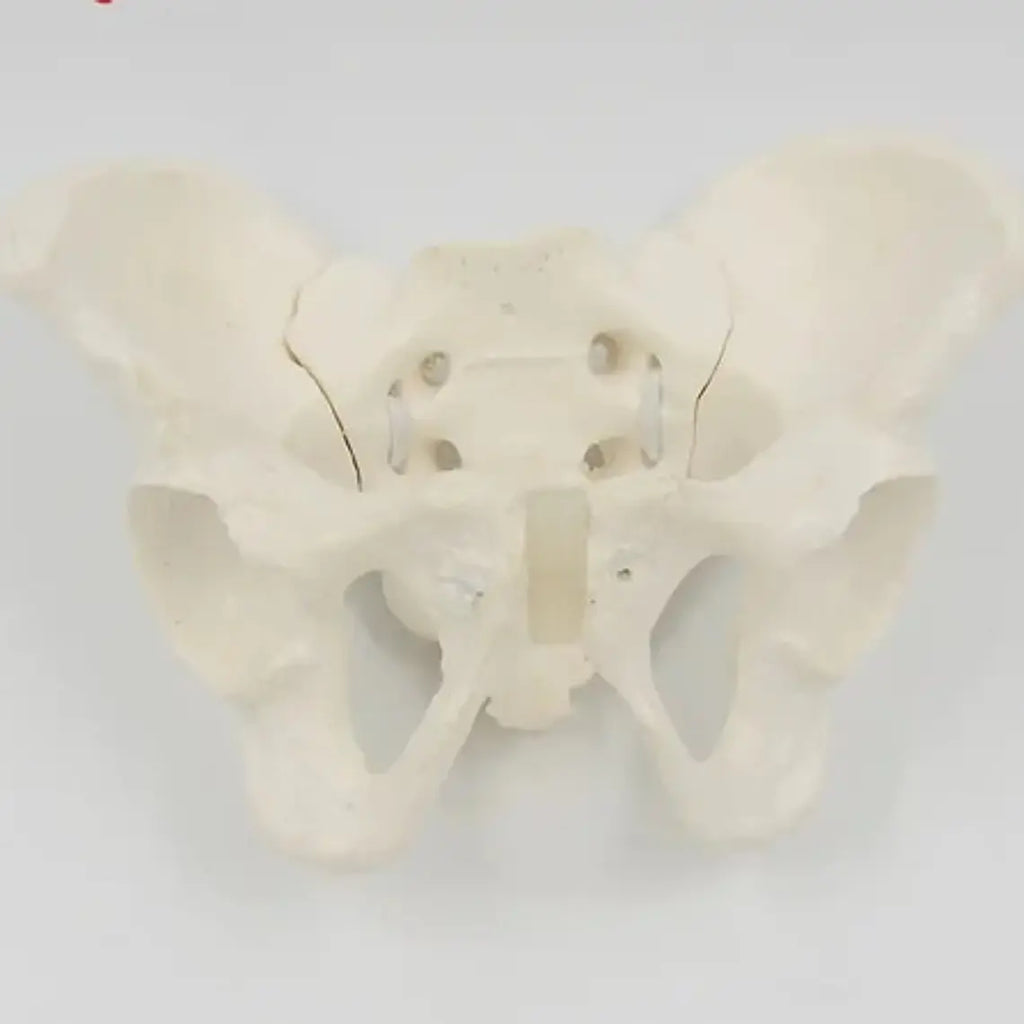 Pelvis Masculina Humana Modelo Anatómico Calidad Stgo 7