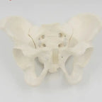 Pelvis Masculina Humana Modelo Anatómico Calidad Stgo 7