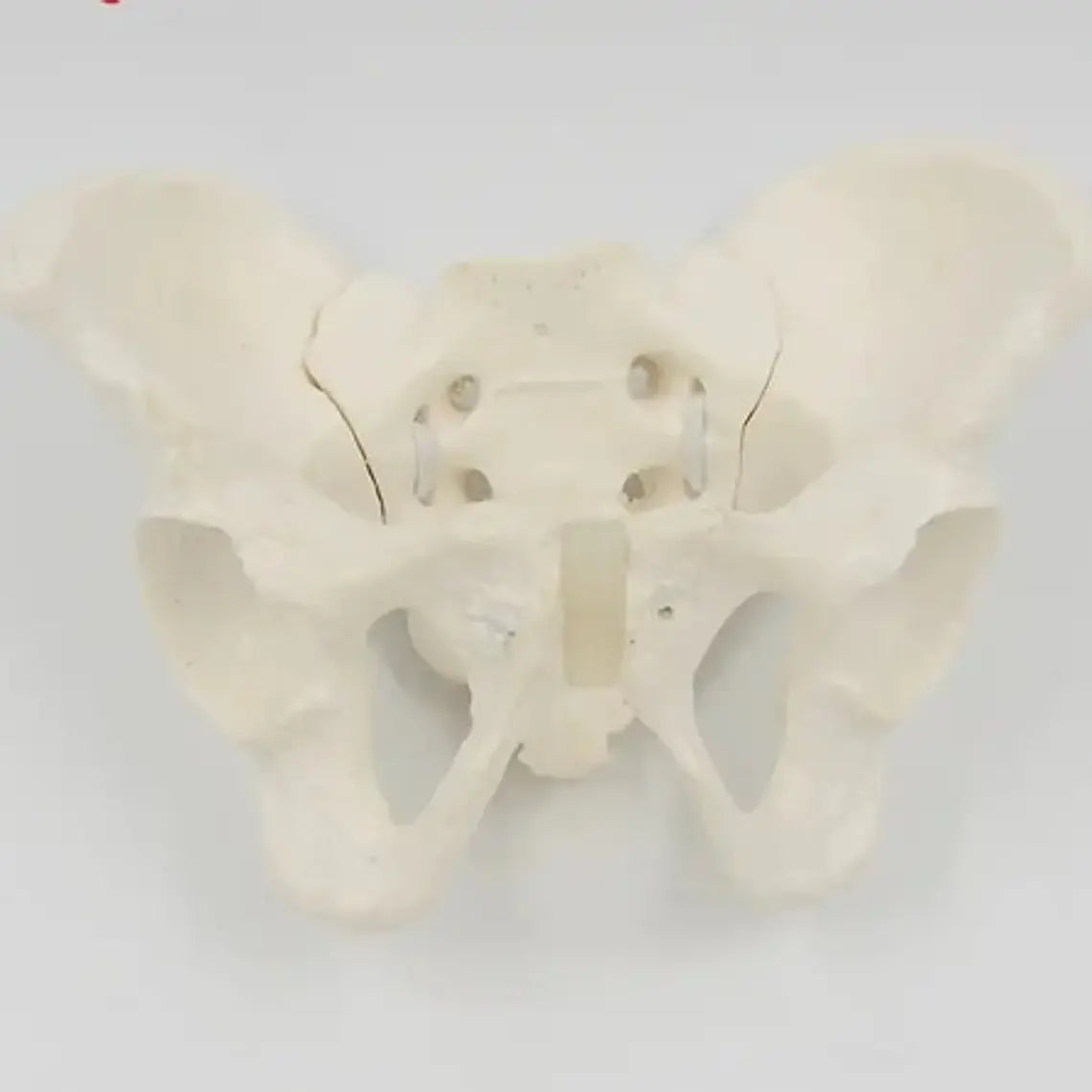 Pelvis Masculina Humana Modelo Anatómico Calidad Stgo 7