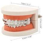Modelo Dental Ortodoncia Enseñanza Y Estudio Santiago 3