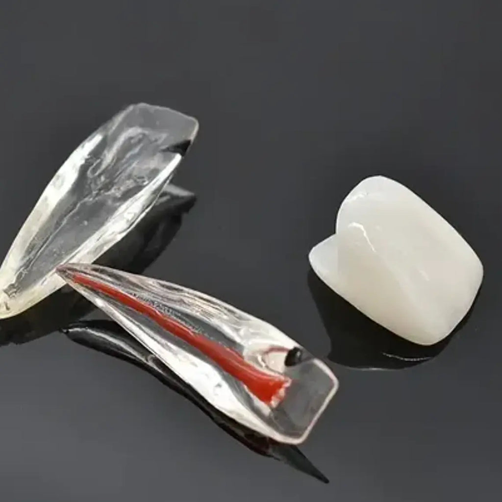 Modelo Endodoncia Dental Acrílico Enseñanza Didáctico Stgo. 6