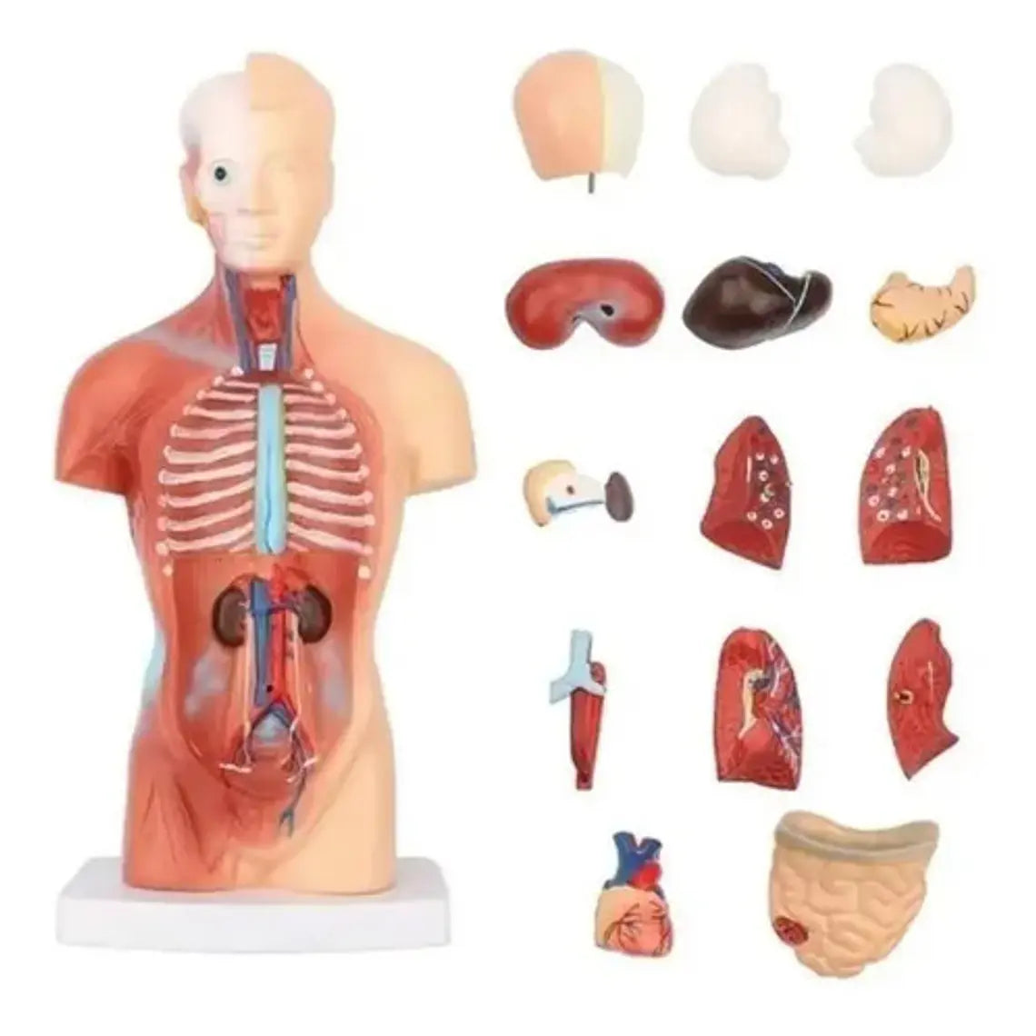Torso Humano 28 Cm  Modelo Órganos Extraíbles Santiago 2