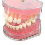 Modelo Acrílico Único Dientes Desmontables Encía Enseñanza 2