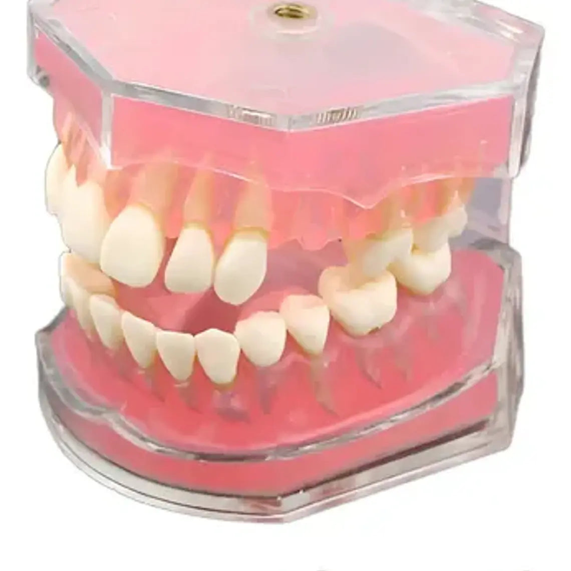 Modelo Acrílico Único Dientes Desmontables Encía Enseñanza 2