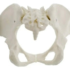 Pelvis Masculina Humana Modelo Anatómico Calidad Stgo 8