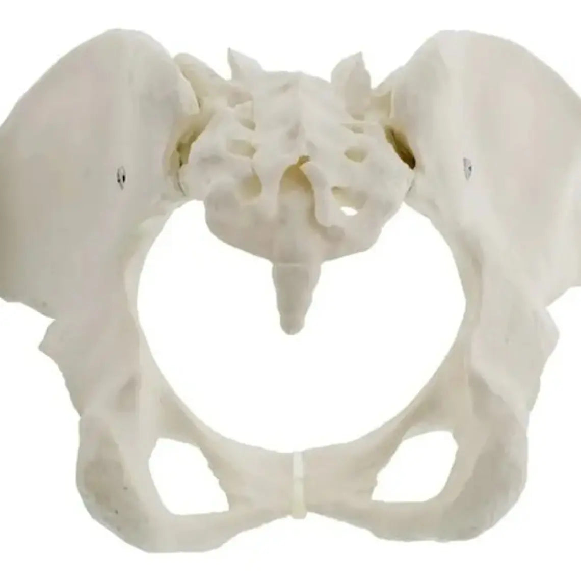 Pelvis Masculina Humana Modelo Anatómico Calidad Stgo 8