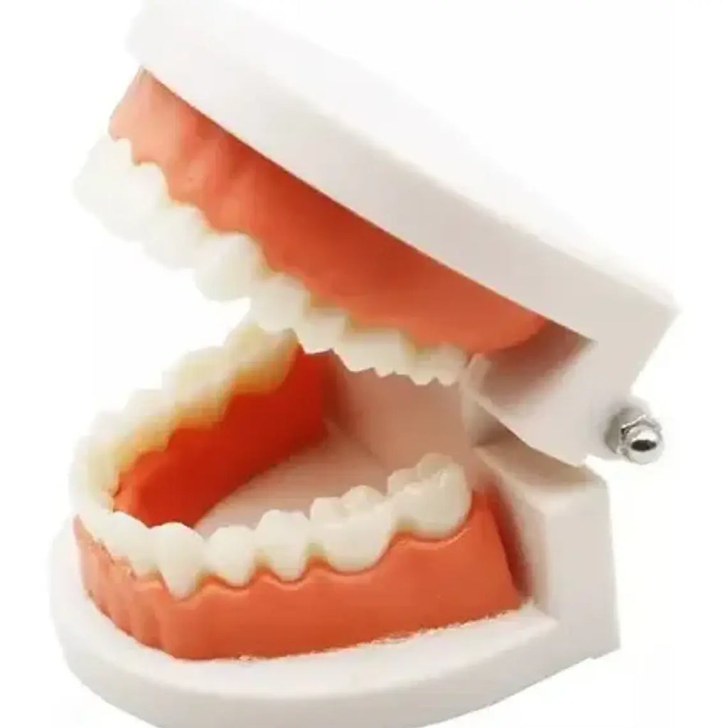 Modelo Dental Arcada Para Enseñanza Y Estudio Santiago 6