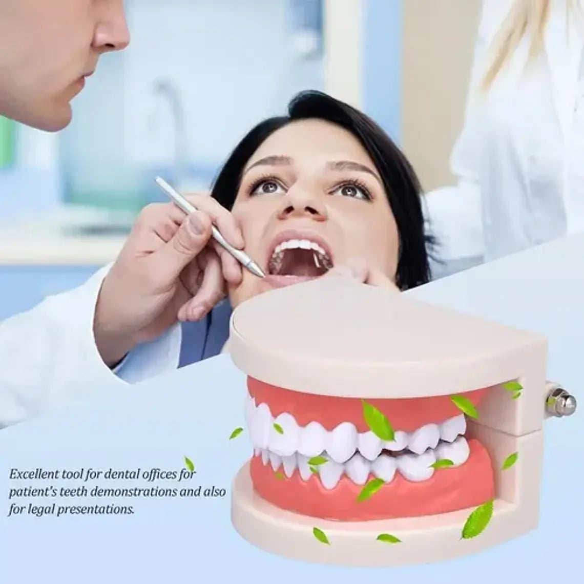 Modelo Dental Arcada Para Enseñanza Y Estudio Santiago 5