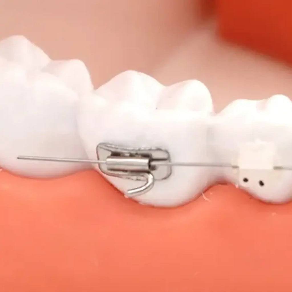 Modelo Dental Ortodoncia Enseñanza Y Estudio Santiago 6