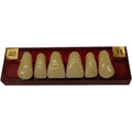 DIENTE MARCHE ANTERIOR SUPERIOR COLOR 46