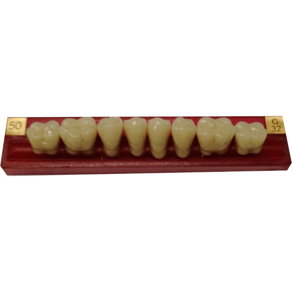 DIENTE MARCHE POSTERIOR INFERIOR COLOR 50