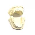 MODELO YESO IDEAL DENTADO INFANTIL PAR