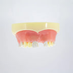 Modelo estudio y práctica Implantología con encía Max. Superior CBCT Machtig