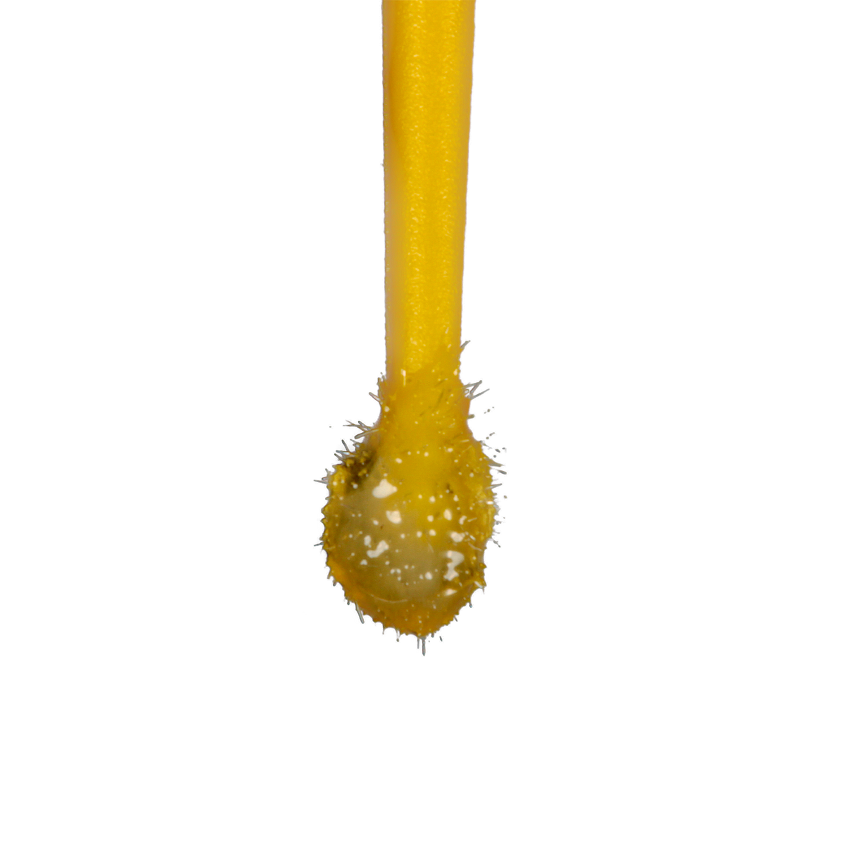 Adhesivo Master Bond Biodinamica - Parejalecarosch