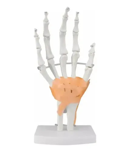 Mano Ligamentos Modelo Anatómico Calidad Despacho Express