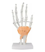 Mano Ligamentos Modelo Anatómico Calidad Despacho Express