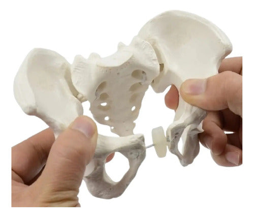 Pelvis Masculina Humana Modelo Anatómico Calidad Stgo