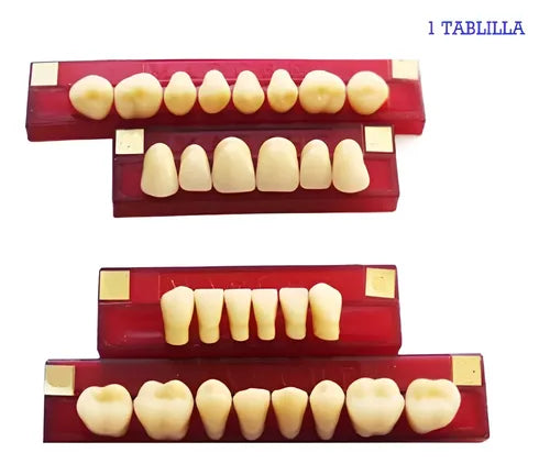 Tableta De Dientes De Acrílico Marche Posteriores Inferiores